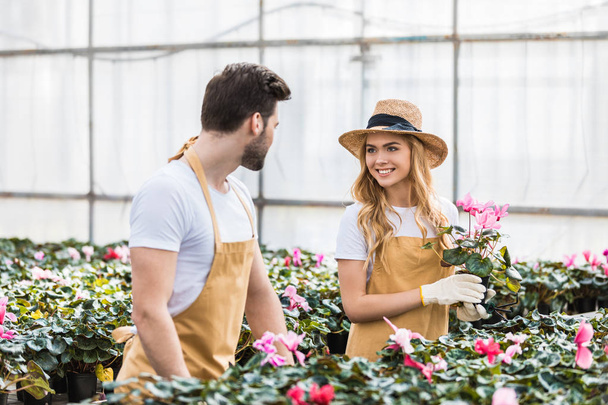 Nuori mies ja nainen puutarhurit järjestävät Cyclamen kukkia
 - Valokuva, kuva