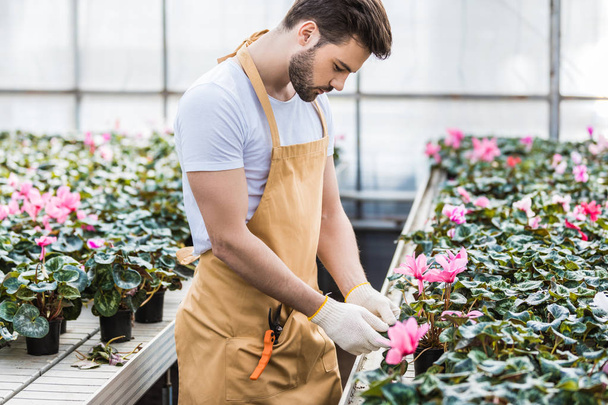 Handsome gardener planting Cyclamen flowers in greenhouse - Foto, imagen