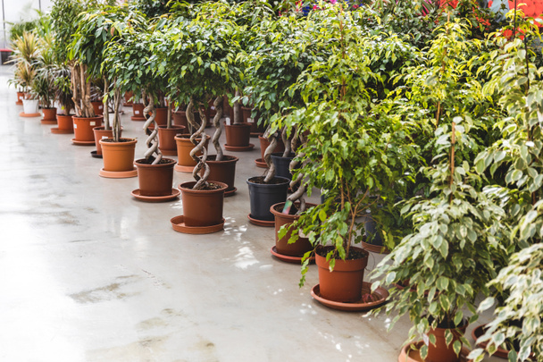 Green plants and ficus in pots in greenhouse - Foto, afbeelding