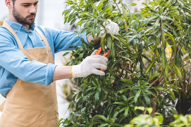 Handsome gardener cutting green tree in greenhouse - Photo, Image