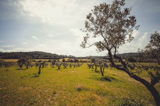 paisagem rural com oliveiras, muito céu verde e azul
 - Foto, Imagem