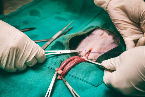 Hund in einer Tierarztpraxis, Tierarzt Sterilisation Operatio - Foto, Bild