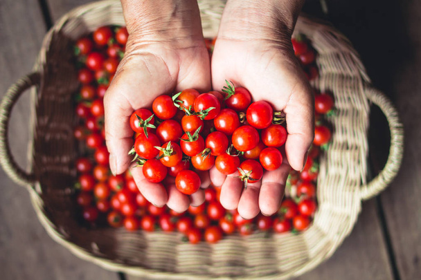 Cereza de tomate en cesta Tomate en mano Asia Meridional
 - Foto, Imagen