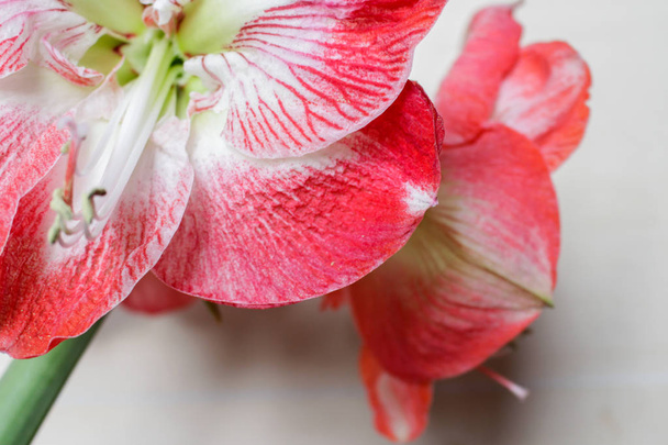 Amaryllis Spartacus isolated with clipping path on bright  background - 写真・画像
