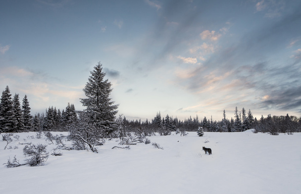 χειμερινό τοπίο με coyote - Φωτογραφία, εικόνα