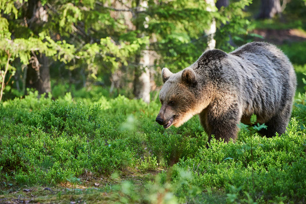 Urso castanho na floresta - Foto, Imagem