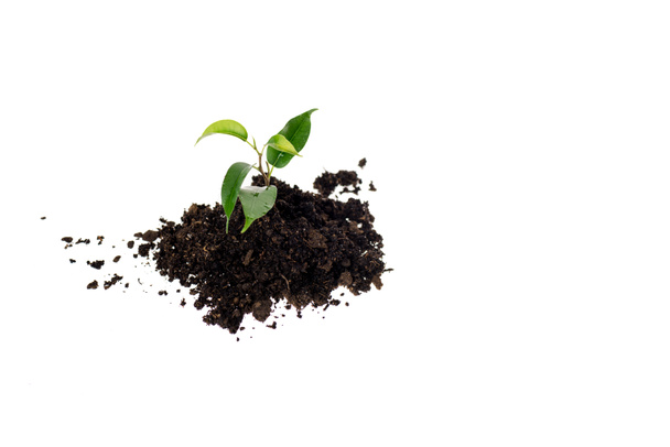 heap of ground with small green plant isolated on white - Foto, imagen