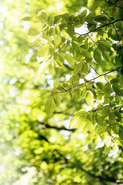 green grass and leaves - Fotoğraf, Görsel