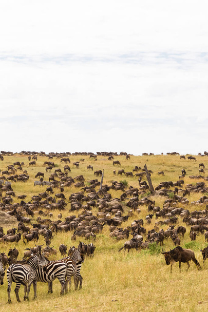 Velmi velká stáda kopytníků na pláních Serengeti. Keňa, Afrika - Fotografie, Obrázek