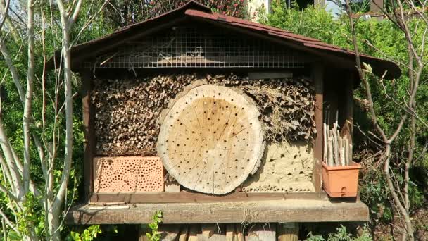 wild bees flying in front of insect hotel in springtime. male Osmia bicornis.  - Footage, Video