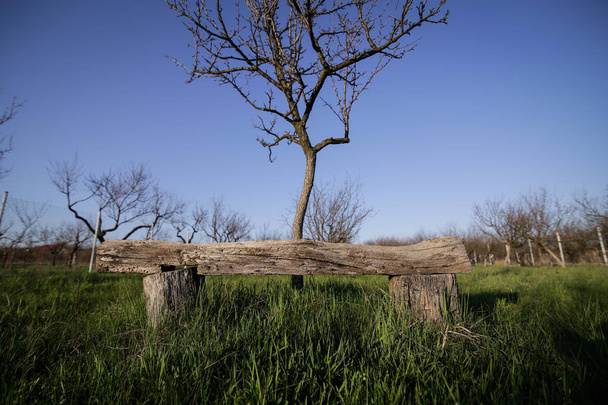 梅園の木のベンチ - 写真・画像