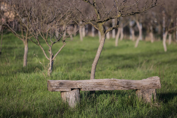 Wooden bench in a plum orchard - Photo, Image