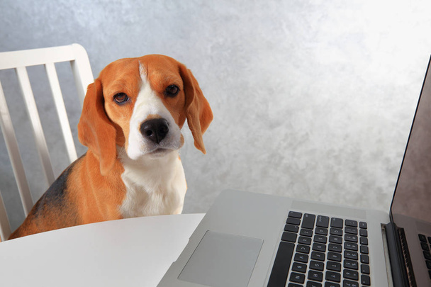 Cane Beagle seduto al computer portatile
 - Foto, immagini