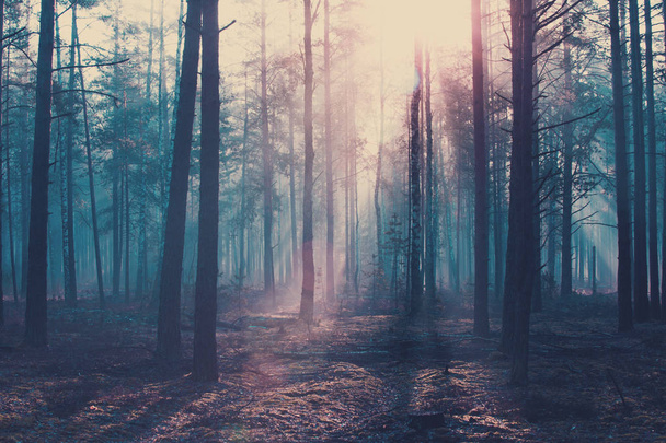Halloween background. Dark forest with cold blue toning.  - Photo, Image
