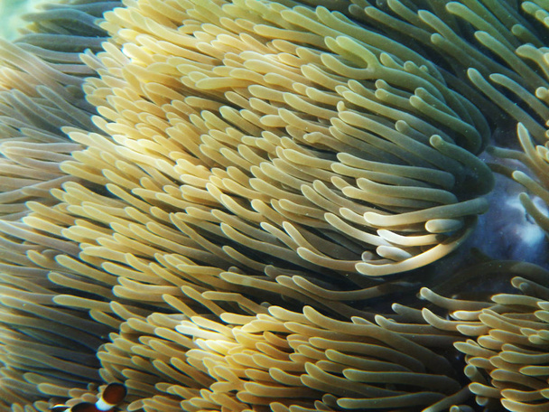 ryb a korálů v moři - Fotografie, Obrázek