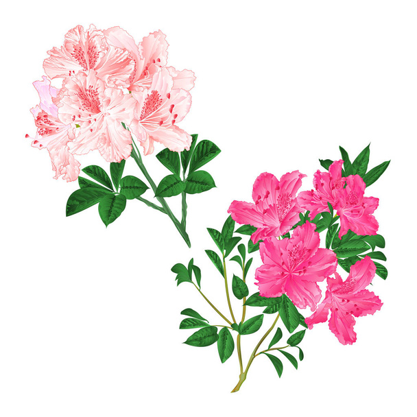 枝光ピンクと白地にピンクの花シャクナゲ山低木設定編集可能な手を描く六つのビンテージ ベクトル図 - ベクター画像