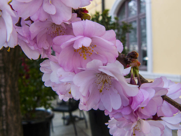 Un ramo di fiori di Sakura. Fiori rosa. Progettazione per cartolina, poster, desktop, Manuale di riferimento botanico
. - Foto, immagini