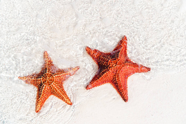 Arena blanca tropical con estrellas de mar rojas en aguas claras - Foto, imagen