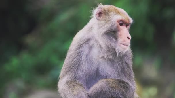 Macaco de roca Formosan salvaje, Taiwán - Metraje, vídeo