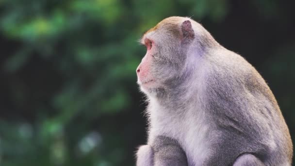 Dziki makak rockowy Formosan, Tajwan - Materiał filmowy, wideo