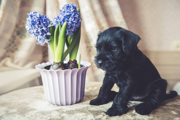 çiçek ile genç Minyatür Schnauzer köpek yavrusu - Fotoğraf, Görsel