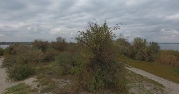 Movimento de drone em torno da árvore verde contra a areia cuspir e rio no céu tempestade
 - Filmagem, Vídeo