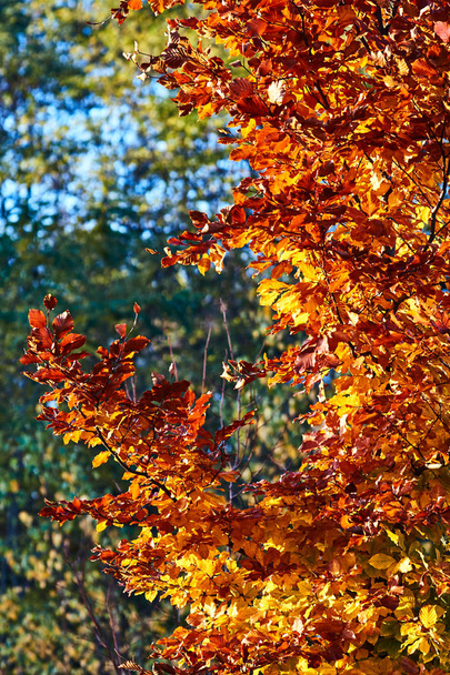 Осіннє листя на гілках дерев восени в Польщі - Фото, зображення