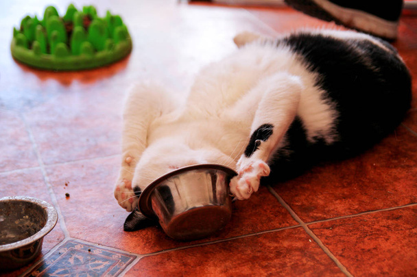 Gato juega con su tazón de comida
 - Foto, imagen