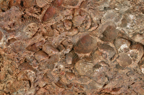 A fosszilizálódott puhatestű mészkő. Közelről őskori kihalt állatok a kő. Felülnézet háttér. Megkövesedett tengeri kagyló lenyomatok a rock - Fotó, kép