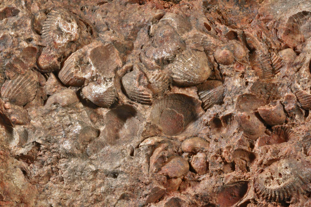  Vápenec s zkamenělé měkkýš. Detailní záběr prehistorických vyhynulých zvířat do kamene. Pohled shora na pozadí. Zkamenělé moře shell otisky ve skále - Fotografie, Obrázek