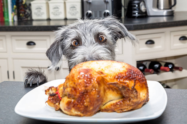 chien sur la cuisine regardant le poulet rôti avec de grands yeux excités
 - Photo, image