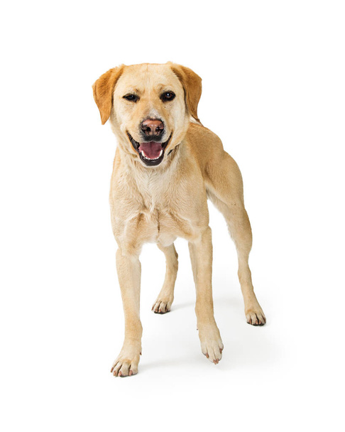 середній розмір Лабрадор ретрівер crossbreed собака стоячи на білому тлі - Фото, зображення