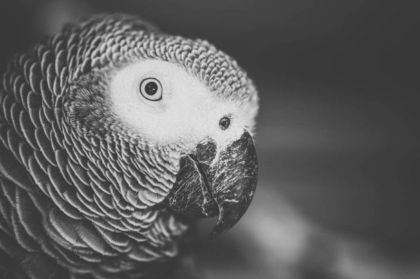 Primo piano di un pappagallo grigio africano
 - Foto, immagini