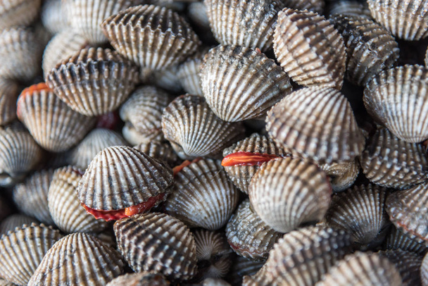 Verse ruwe zee kokkels kokkels op de vismarkt - Foto, afbeelding
