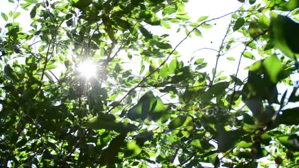 Schitterende zon met zonnestralen komen door groen gebladerte - Video