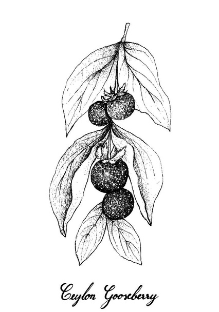 Hand Drawn of Ceylon Gooseberries on White Background - Vector, Image
