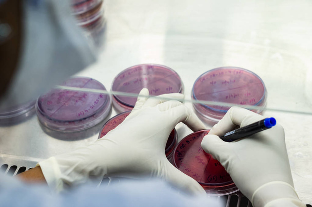 Trabajador de laboratorio etiquetando una placa de cultivo placa petri con rotulador negro dentro de una campana de humo aséptica en una instalación de laboratorio de microbiología
 - Foto, imagen