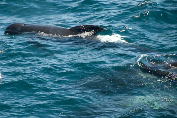 baleias-piloto de aletas longas
 - Foto, Imagem