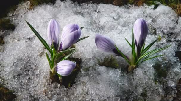 Derretimiento de nieve y flor de azafrán floreciendo en primavera
 - Metraje, vídeo