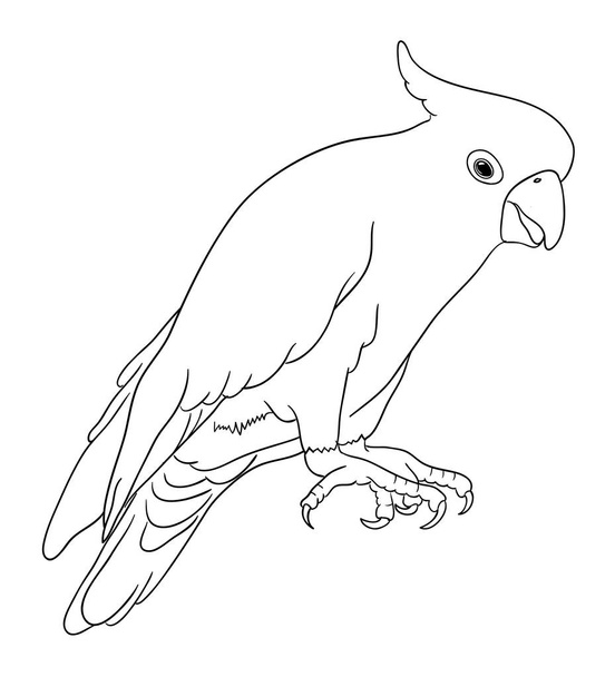 Cockatoo line art 05. Good use for symbol, logo, web icon, coloring, mascot, sign, or any design you want. - Vector, Image