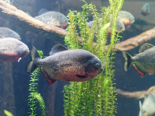 Primo piano subacqueo di Piranha rossa in acquario - Foto, immagini