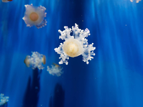 Деталі медузи в акваріумі в італях - Фото, зображення
