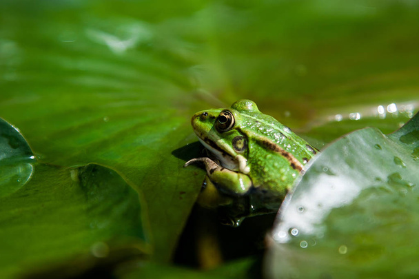toad on a green leaf - Photo, Image