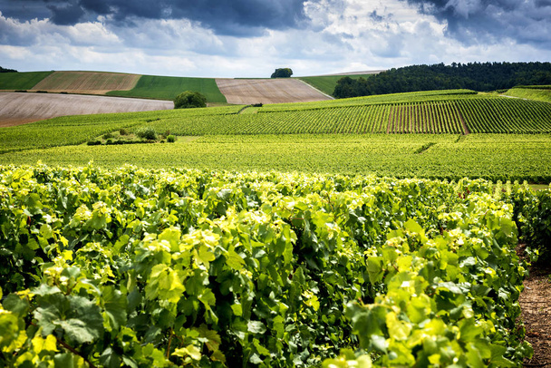 Champagne, Reims. Montagne de Reims. Heuvels bedekt met wijngaarden. Frankrijk - Foto, afbeelding