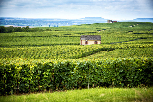 Champagne, Remeši. Montagne de Reims. Kopce pokryté vinicemi. Francie - Fotografie, Obrázek
