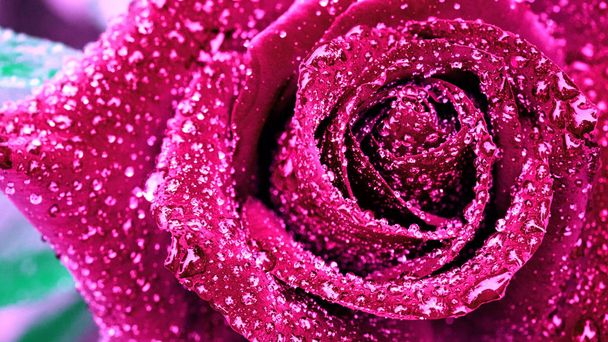 Pink rose closeup. - Photo, Image