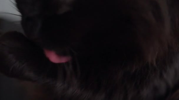 Ładny pysk czarnego kota, który myje się z bliska - Materiał filmowy, wideo