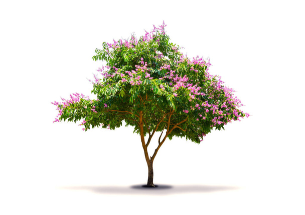 Puu, joka on violetti-vaaleanpunainen kukka eristetty valkoisella pohjalla. Lagerstroemia speciosa, Intian ylpeys
 - Valokuva, kuva