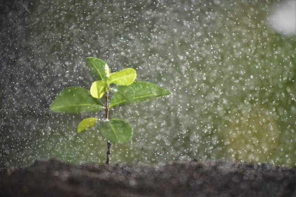 φυτρώνουν σε ψιλής βροχής - Φωτογραφία, εικόνα