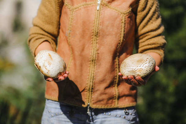 het meisje houdt grote sappige verse witte champignons - Foto, afbeelding